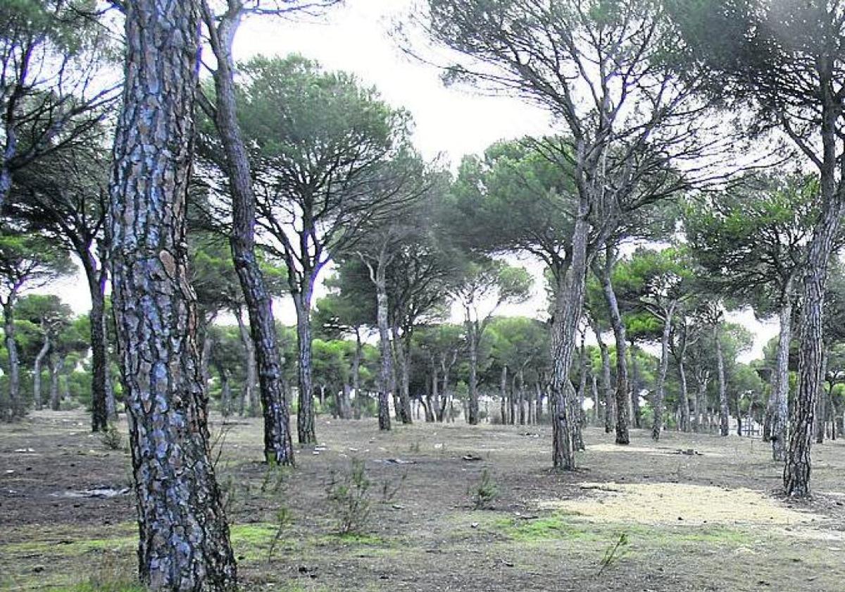 Un bosque en la provincia de León.