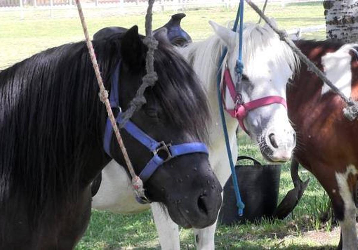 Ponys en el festival familiar 'Buscando el Norte' en Boñar