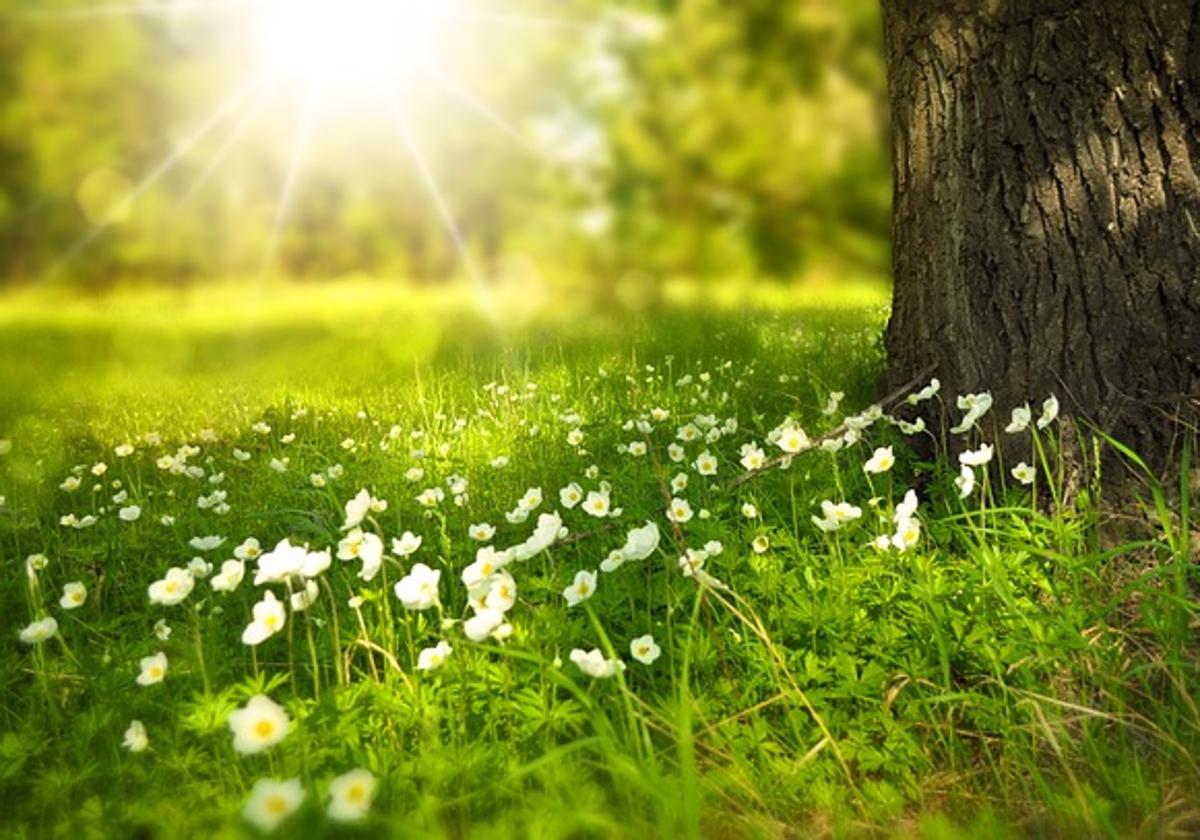 El sol refleja en un campo de flores.