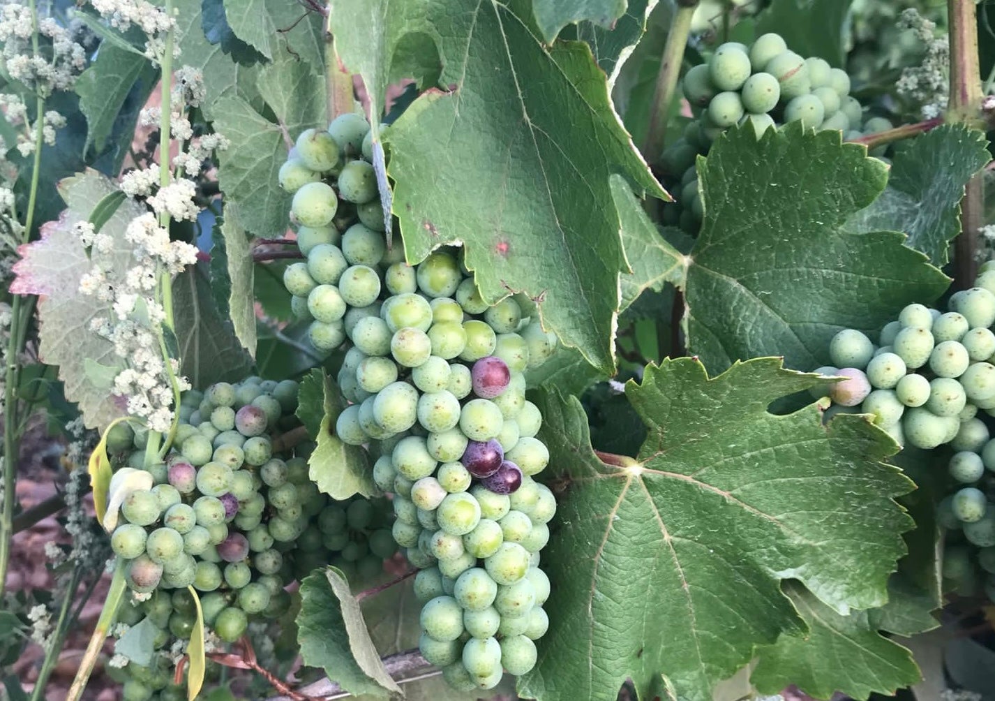 Las uvas de un viñedo de León durante el proceso del envero.