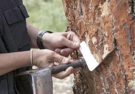 Un operario raspa un árbol para sacar la resina.