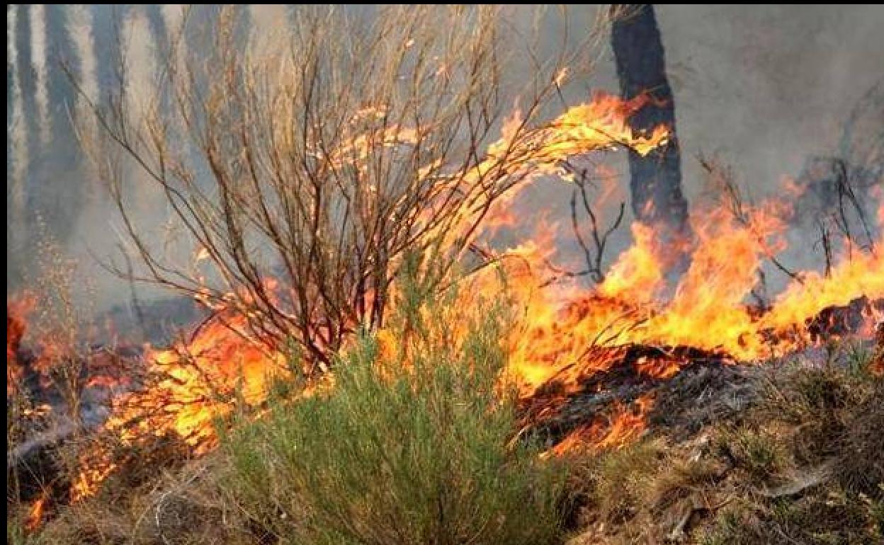 Tres Incendios Forestales Azotan A León En La Jornada Del Miércoles