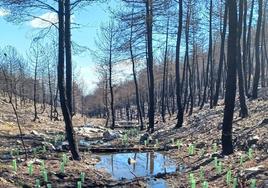 Imagen de la actuación para plantar árboles en diferentes ríos de Castilla y León.