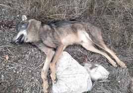 Imagen de archivo de un lobo muerto presuntamente atropellado en la N-234.