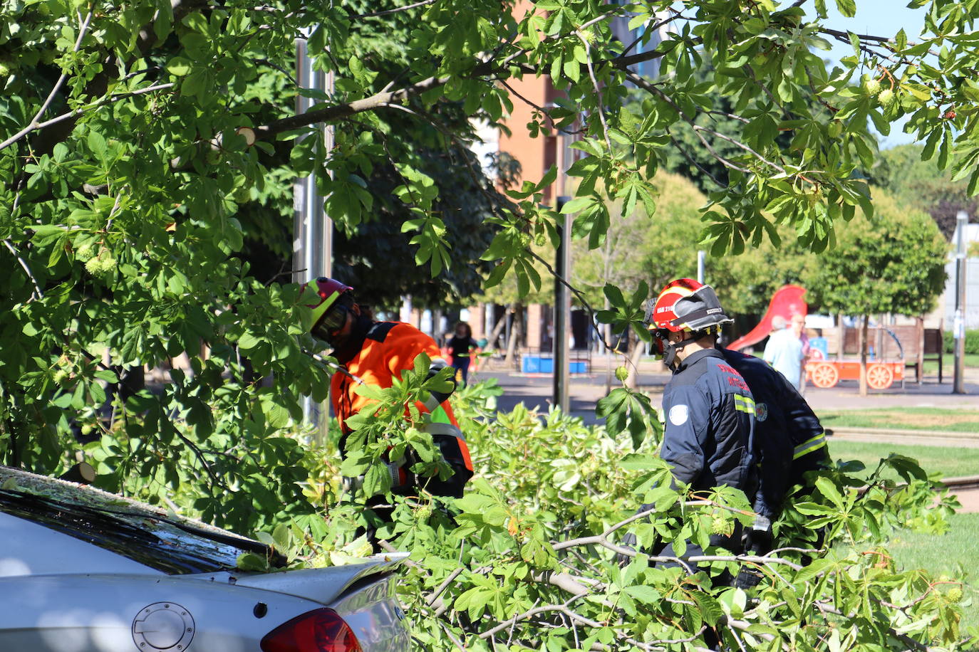 Cae un árbol en el centro de León