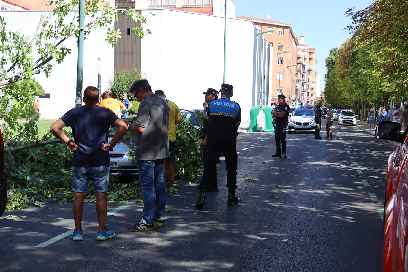 Cae un árbol en el centro de León