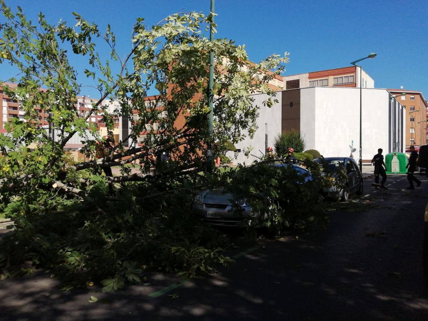 Cae un árbol en el centro de León