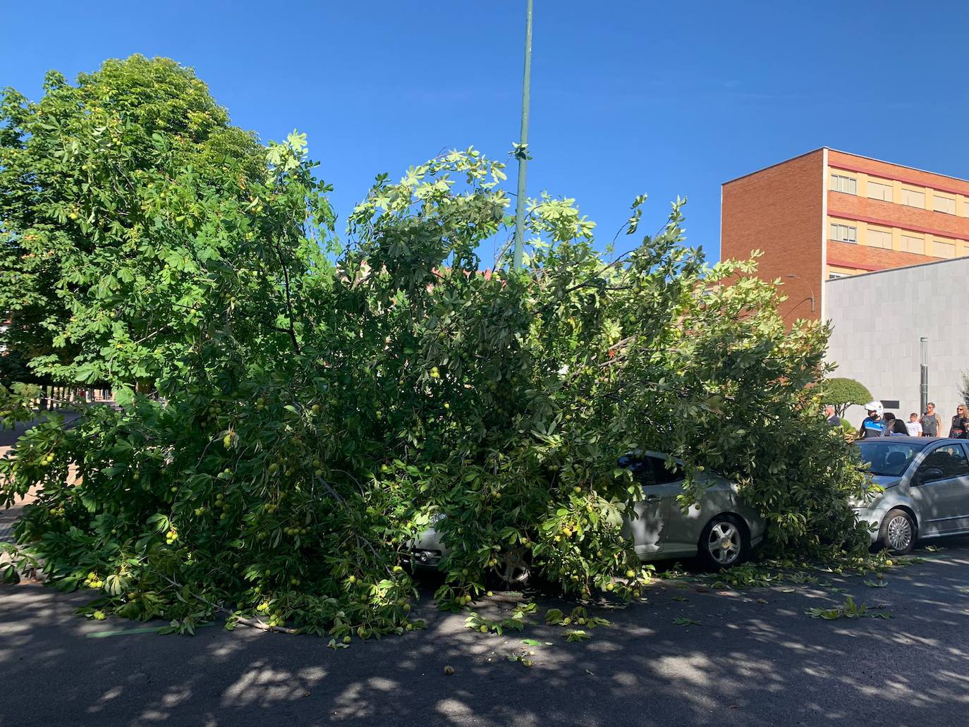 Cae un árbol en el centro de León