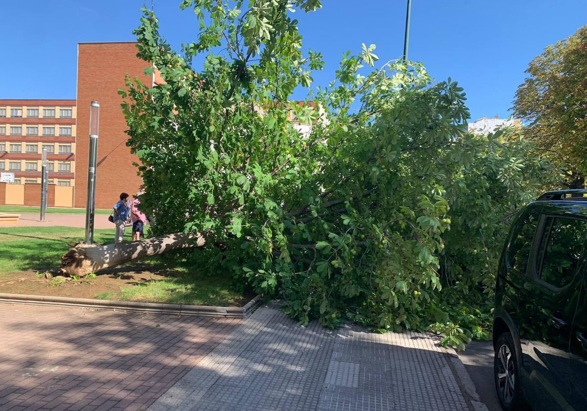 Cae un árbol en el centro de León