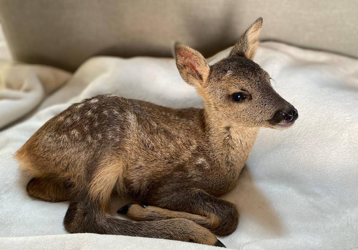 El pequeño Wiwi, en su cama, durante sus primeros días de vida.