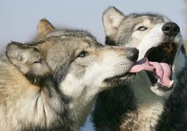 Cantabria quiere unir fuerzas con el norte para hablar del lobo y salir del Lespre