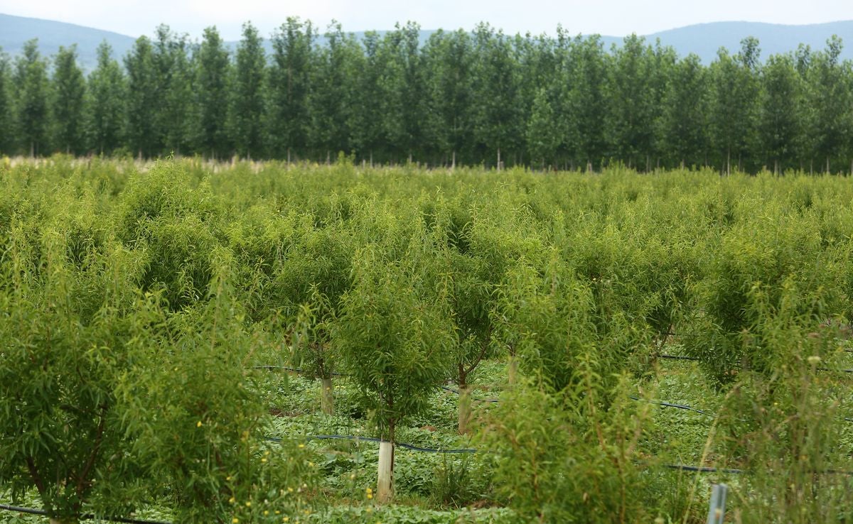 Finca de almendros gestionada a través del Banco de Tierras del consejo Comarcal del Bierzo