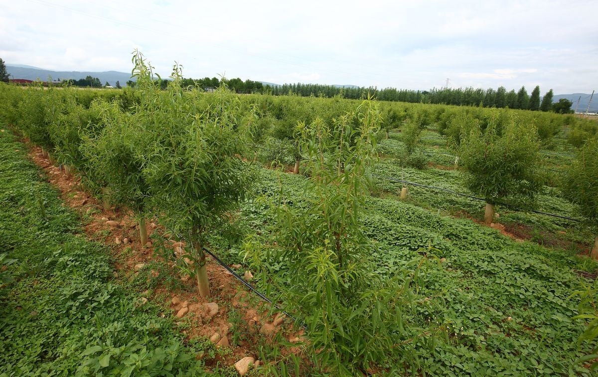 Finca de almendros gestionada a través del Banco de Tierras del consejo Comarcal del Bierzo