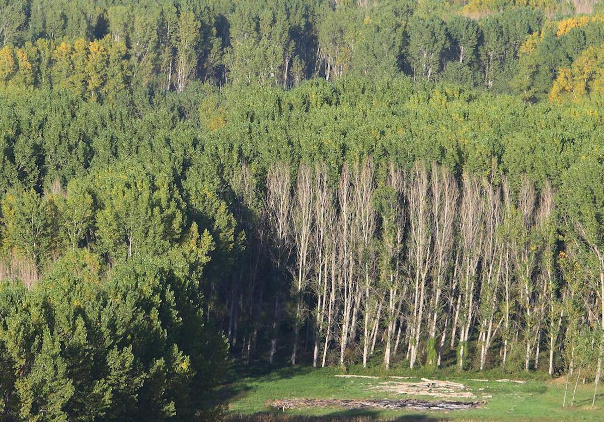 Ecologistas y expertos participan en la Jornada Medioambiental de la UNED de Ponferrada