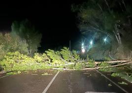 El árbol cortó el tráfico de la LE-441 esta madrugada.