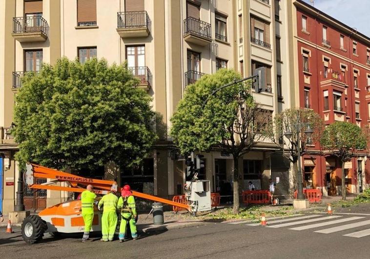 Ecologistas en Acción acusa de ejecutar un «arboricidio» al Ayuntamiento de León