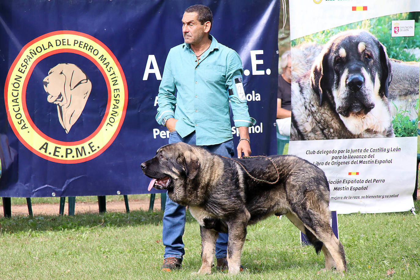 El mastín, rey de Gordoncillo