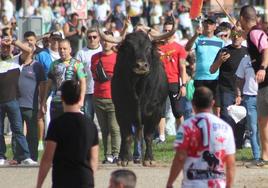 Celebración del Toro de la Vega este martes en Tordesillas.