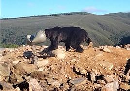 El oso tenía la cabeza en un bidón por lo que no podía ver ni alimentarse.