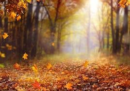 Imagen de un bosque en la estación del otoño.