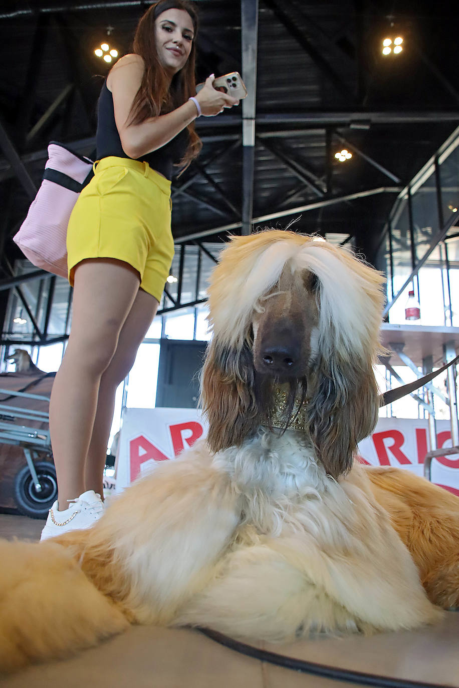 Uno de los más de 700 participantes en la XXV Exposición Internacional Canina de León espera su turno tumbado