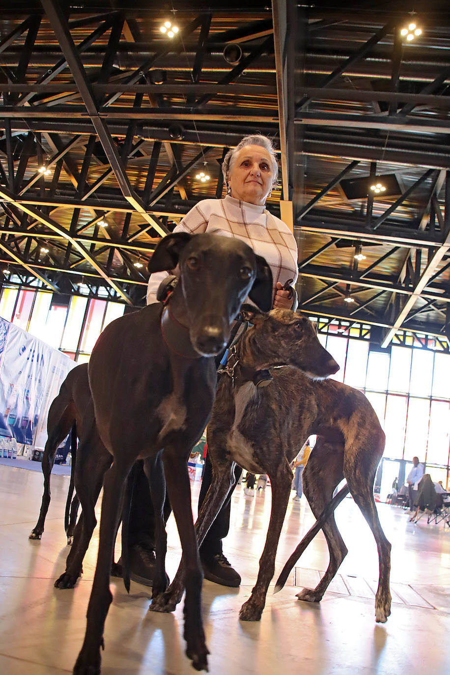 Una mujer con tres galgos en la XXV Exposición Internacional Canina de León