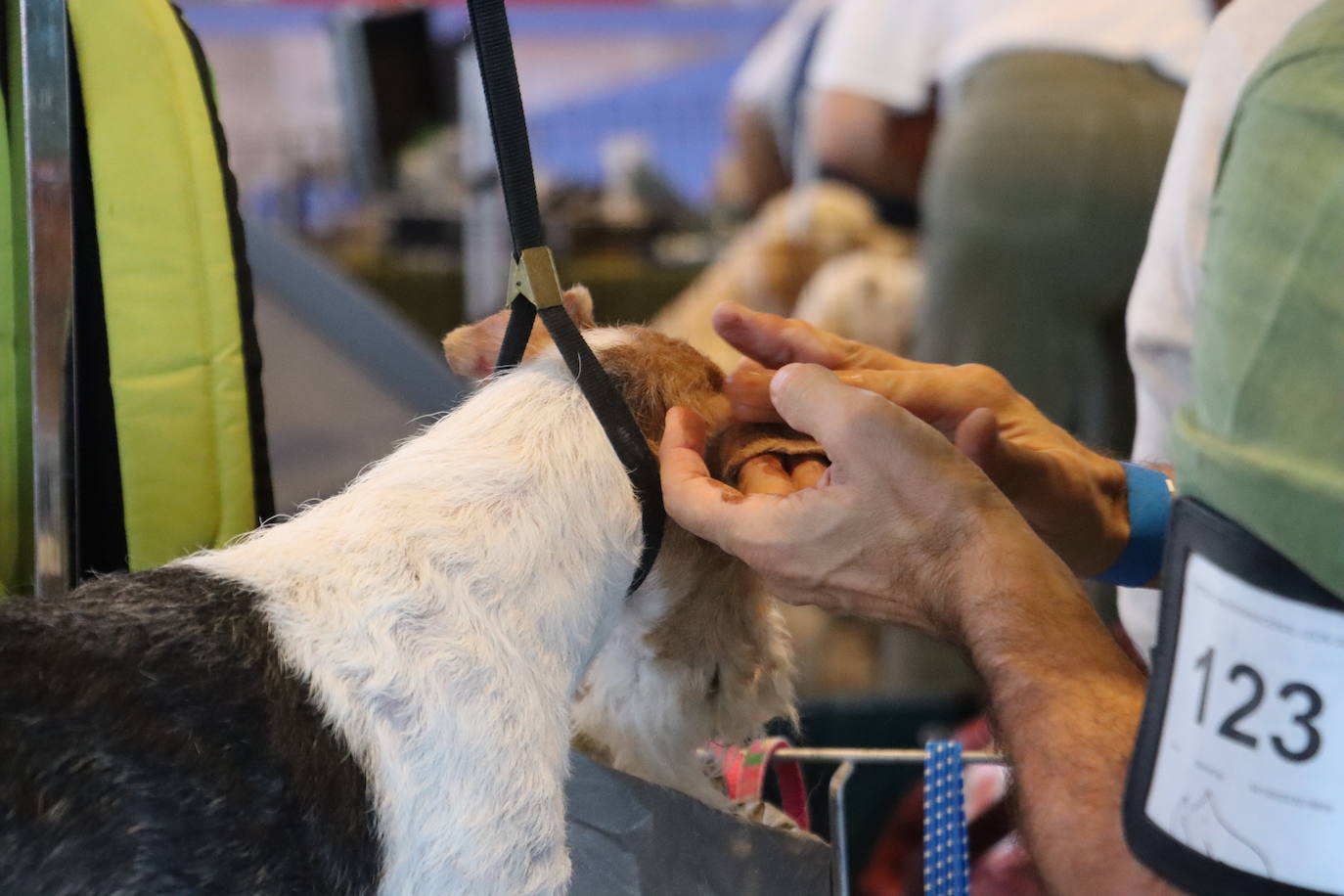 XXV Exposición Internacional Canina de León