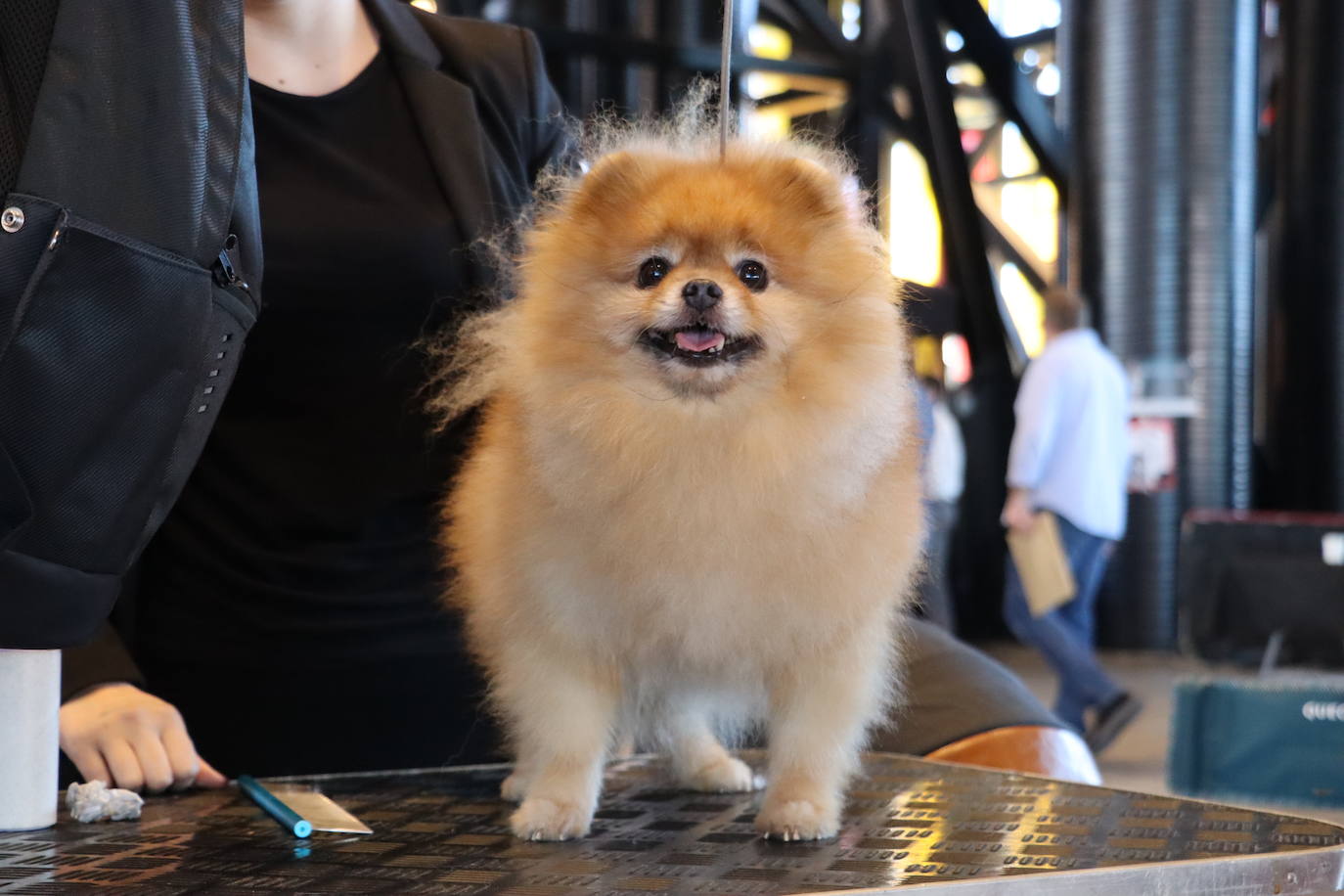 XXV Exposición Internacional Canina de León