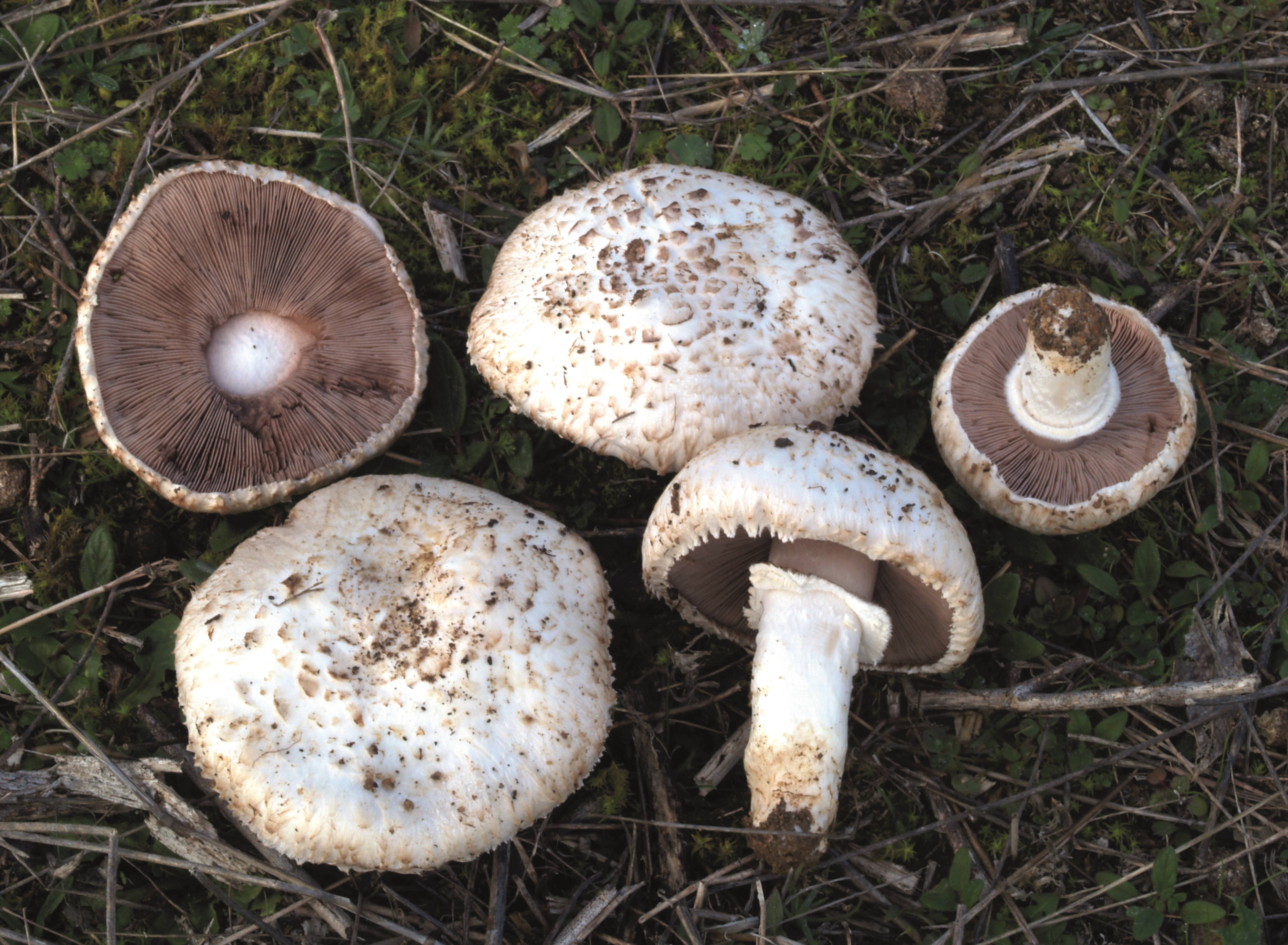 Agaricus campestris