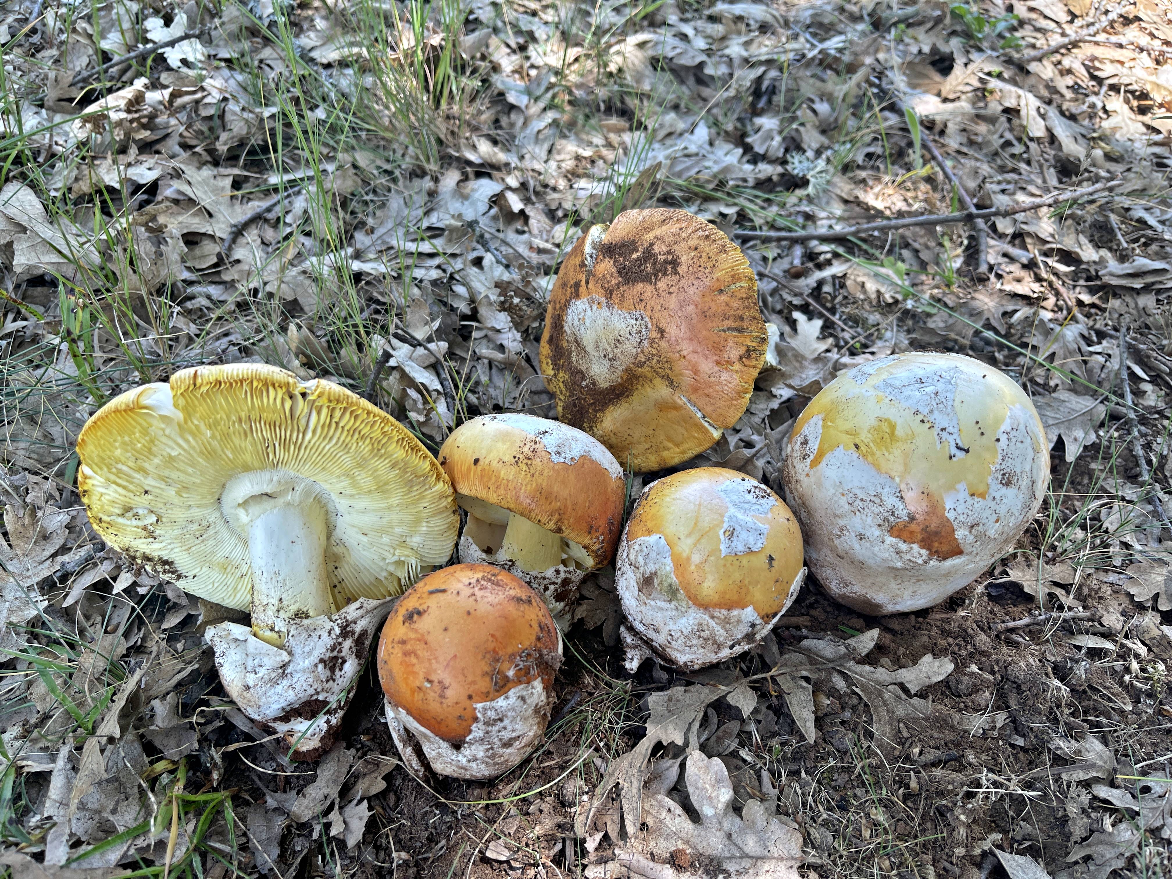 Amanita caesarea