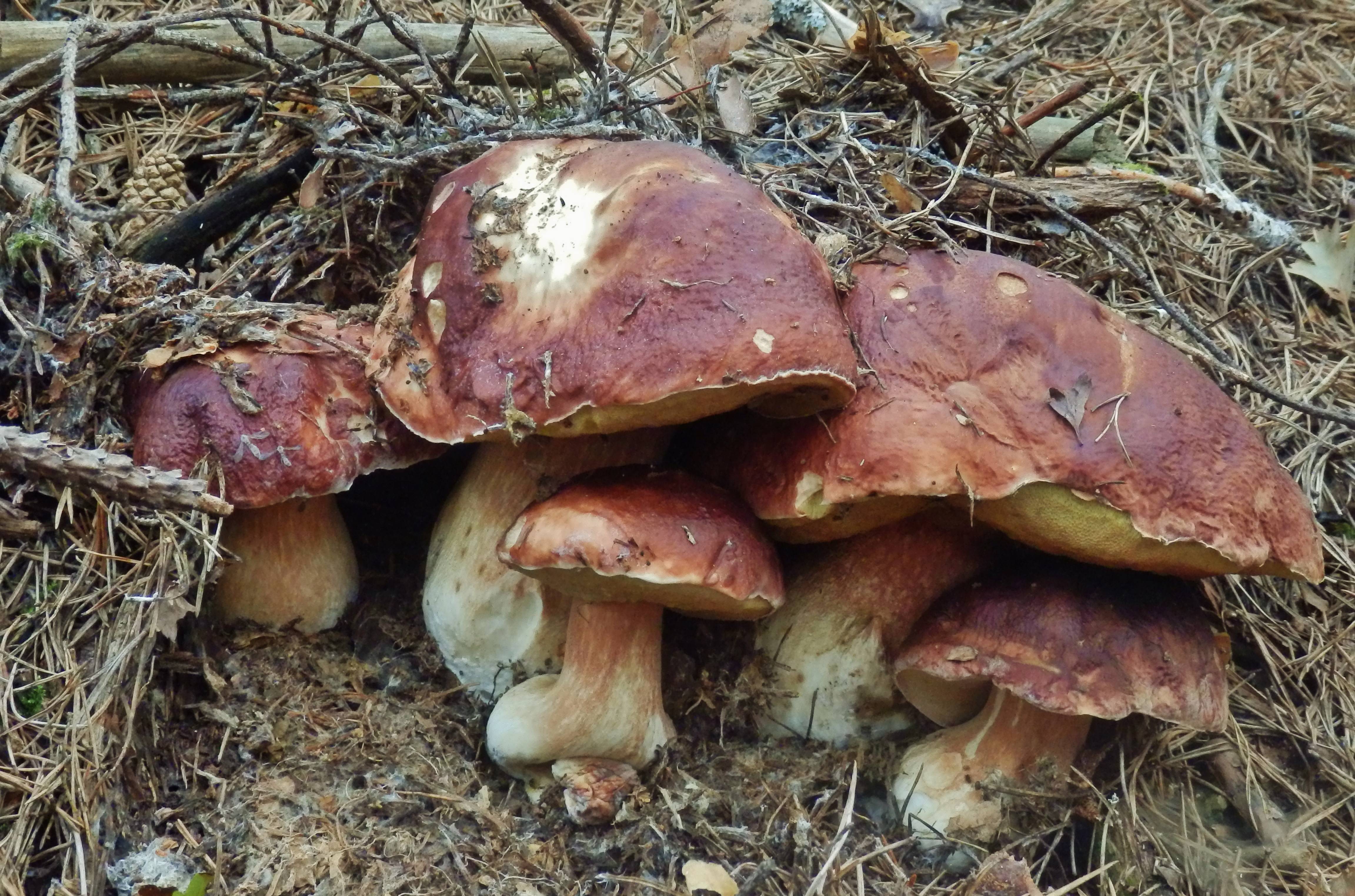 Boletus pinophilus