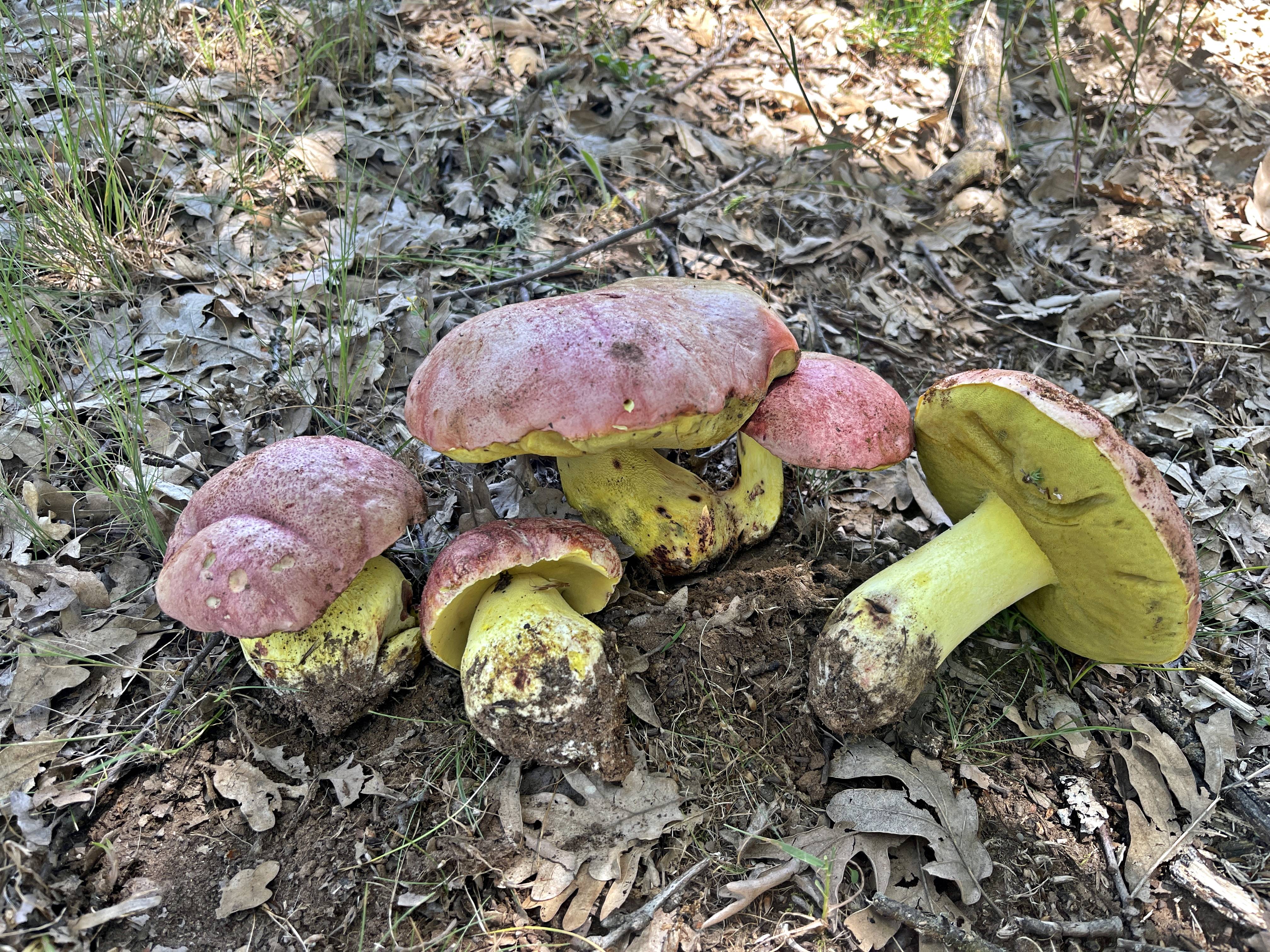 Boletus regius