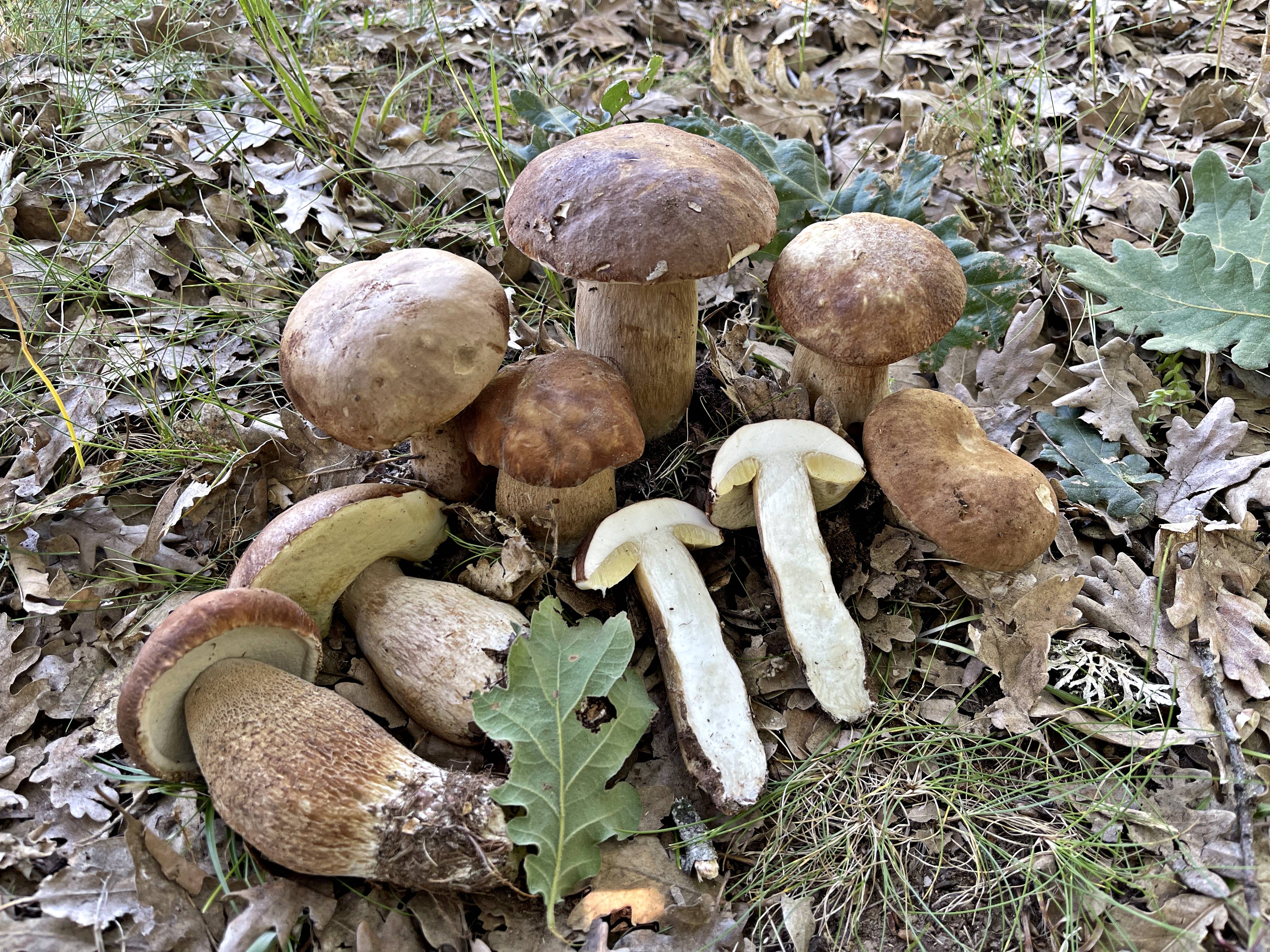 Amanita caesarea