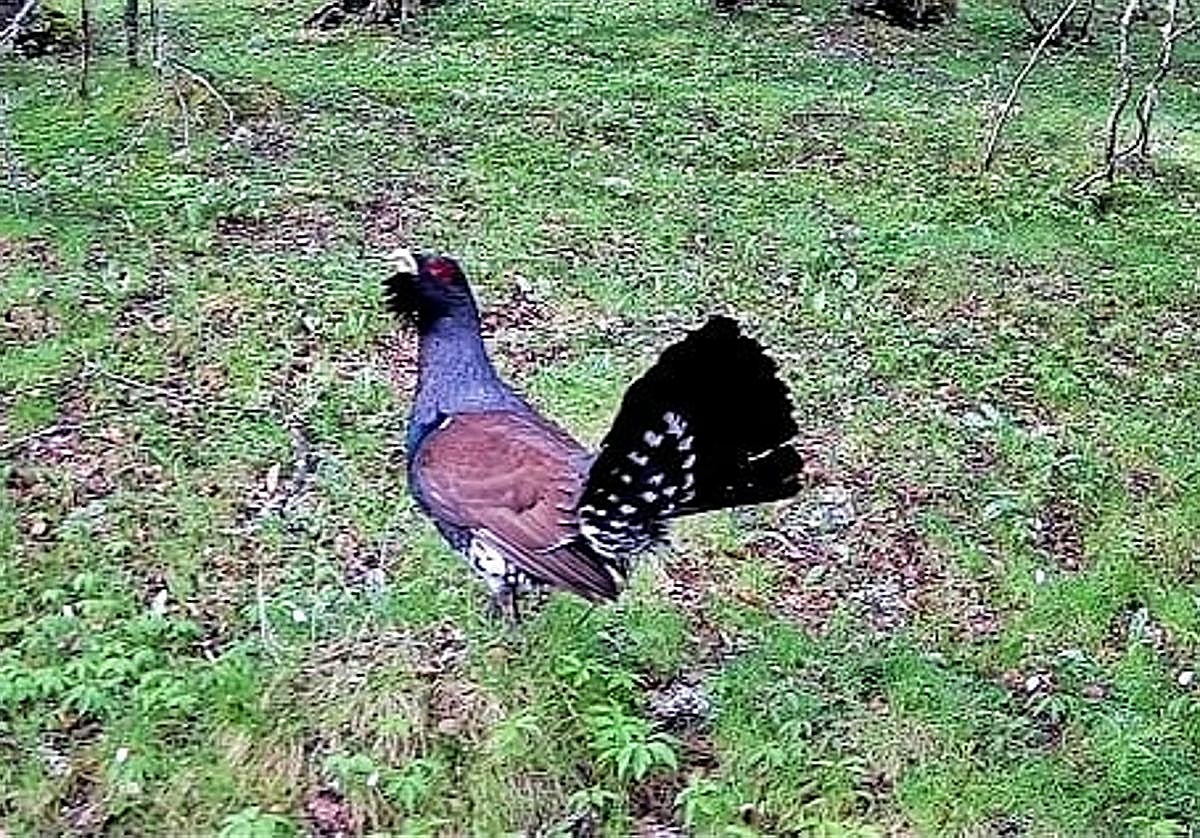 Imagen de un urogallo en la montaña leonesa.