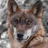La Junta realizará un estudio de los ataques del lobo