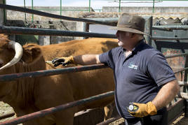 Un veterinario inyecta medicamentos a una vaca infectada de EHE en una finca de Salamanca.