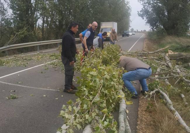 Los conductores retiran el árbol de la calzada.