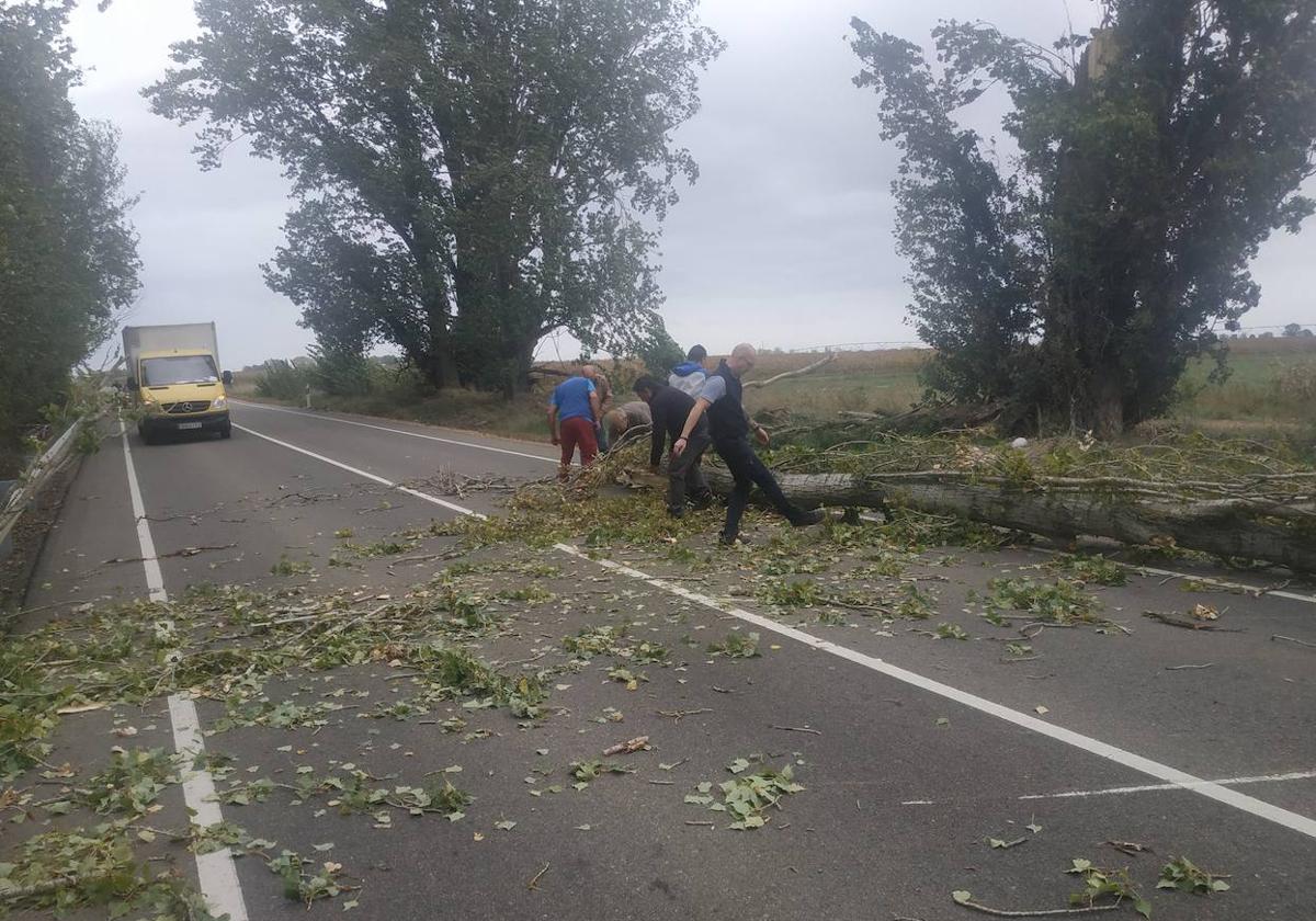 Varios conductores retiran el árbol caído en San Pedro Bercianos.