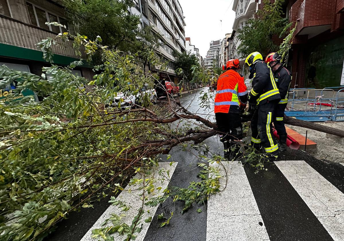 Bomberos de León retiran un árbol que estaba a punto de caerse por el viento.