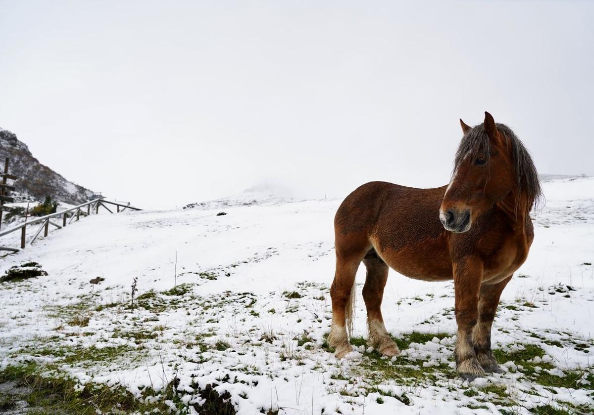 La nieve llega a Valgrande-Pajares