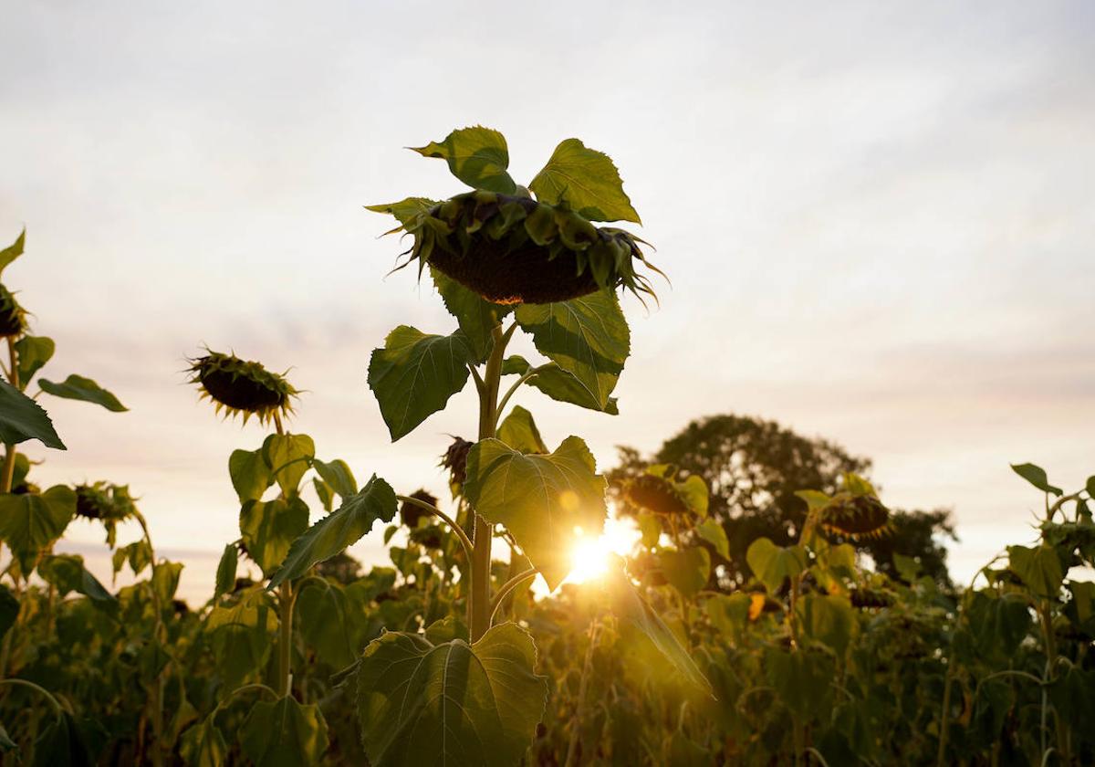 Imagen de una plantación de girasol.