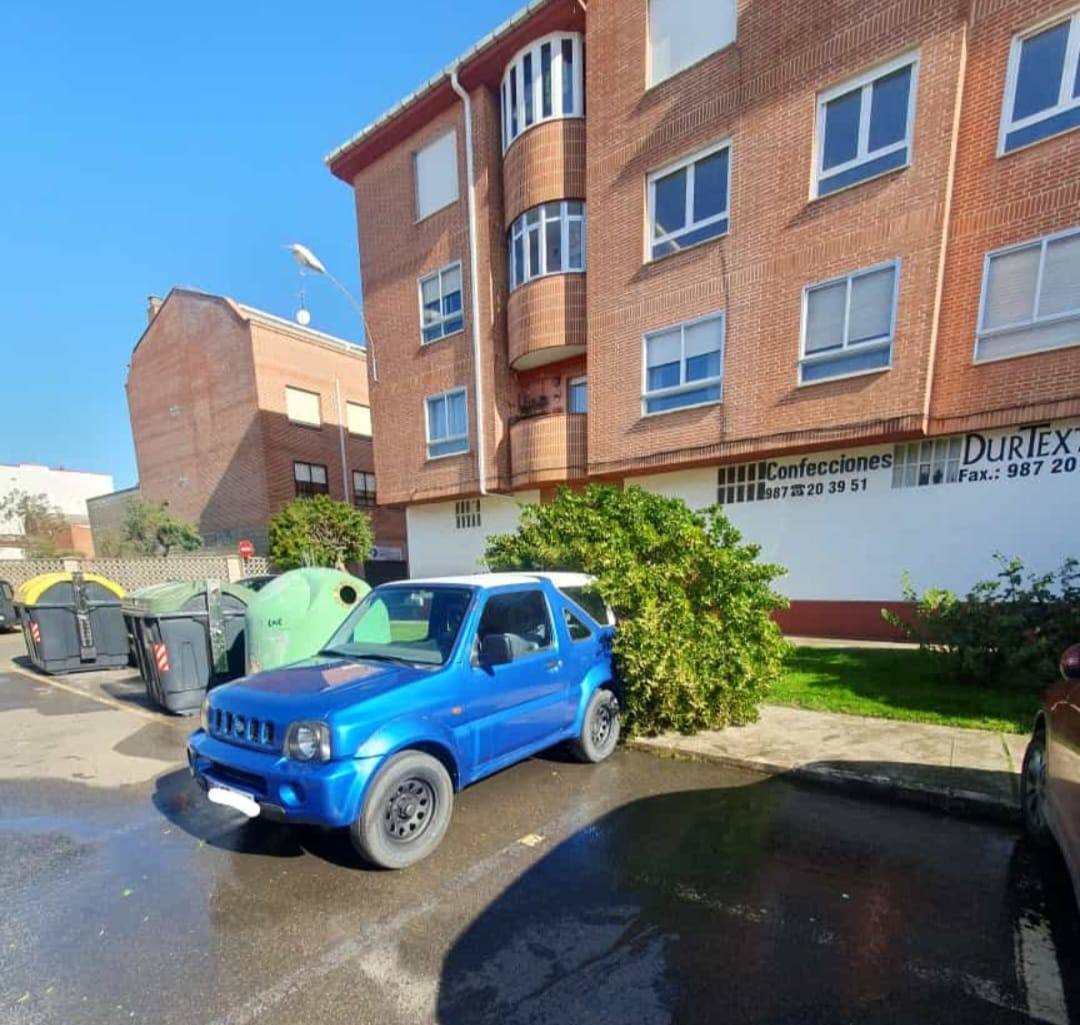 Cae un árbol en la calle Marqués de Santillana, en la localidad de San Andrés del Rabanedo.