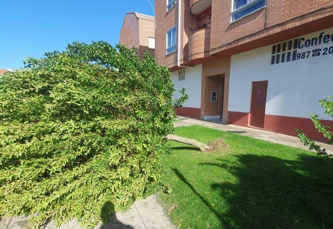 Cae un árbol en la calle Marqués de Santillana, en la localidad de San Andrés del Rabanedo.