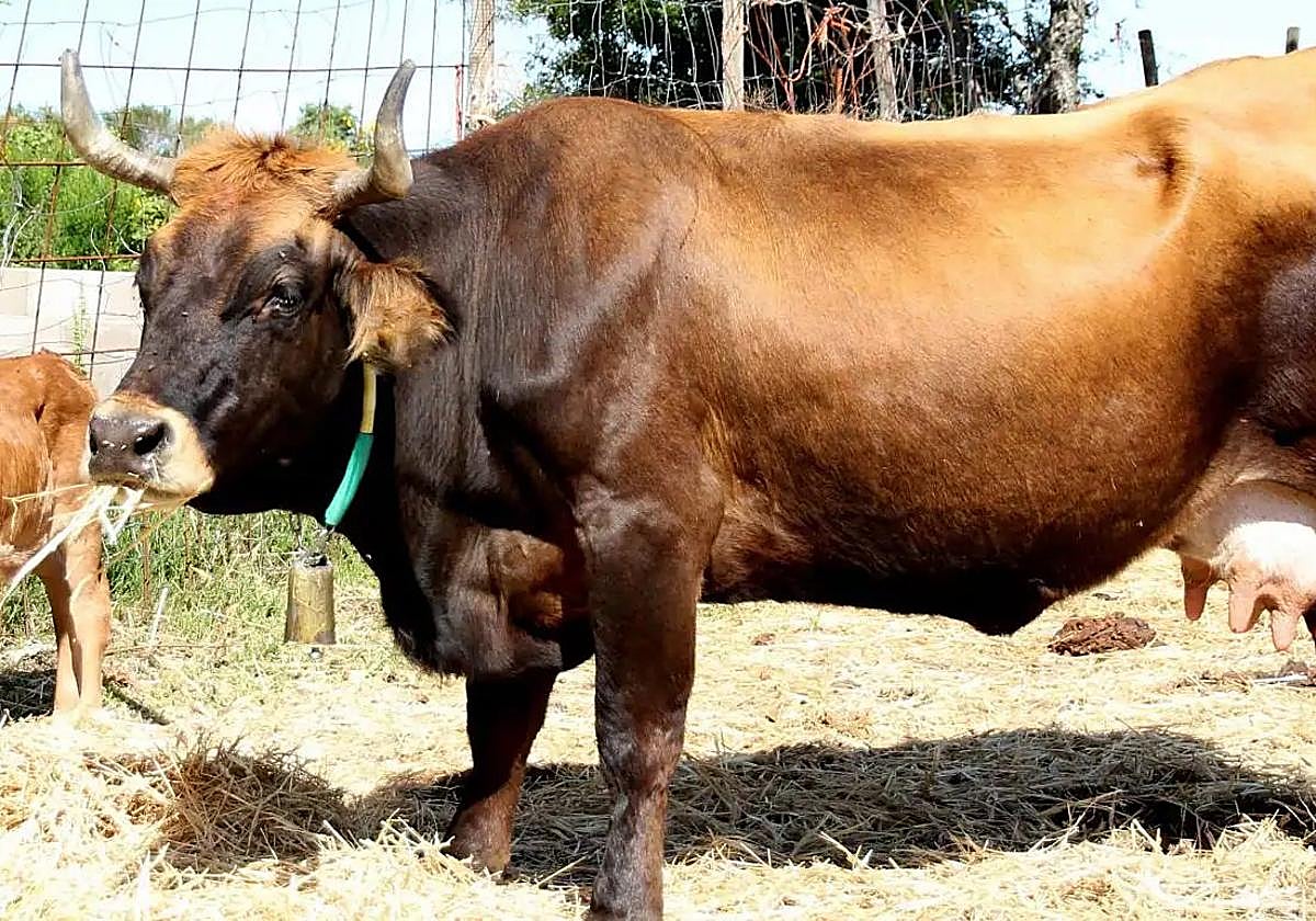 Imagen de archivo de una vaca de la raza mantequera leonesa.