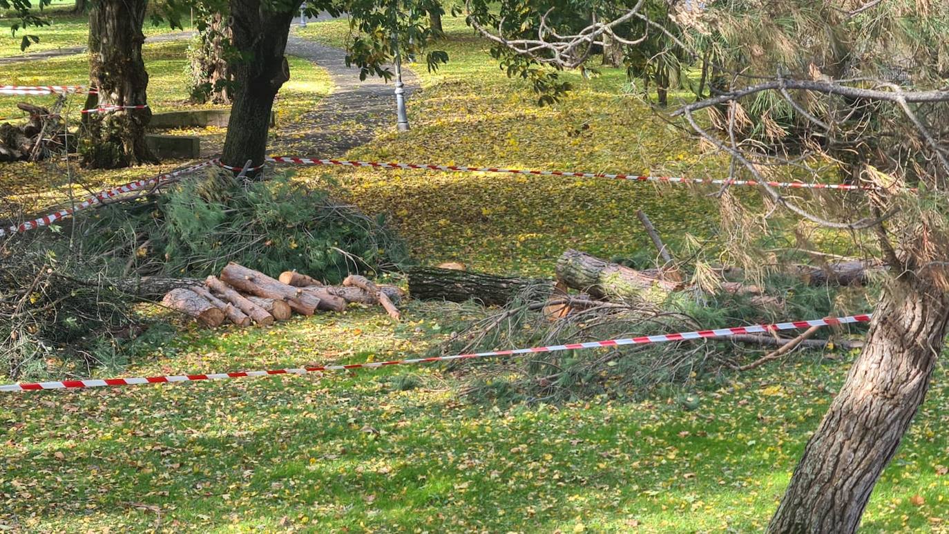 Los operarios municipales cortan las ramas y los troncos de los árboles dañados por el temporal en el parque de Quevedo