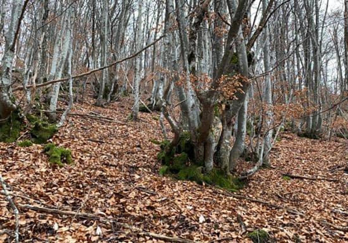 El faedo de Orzonaga en otoño.