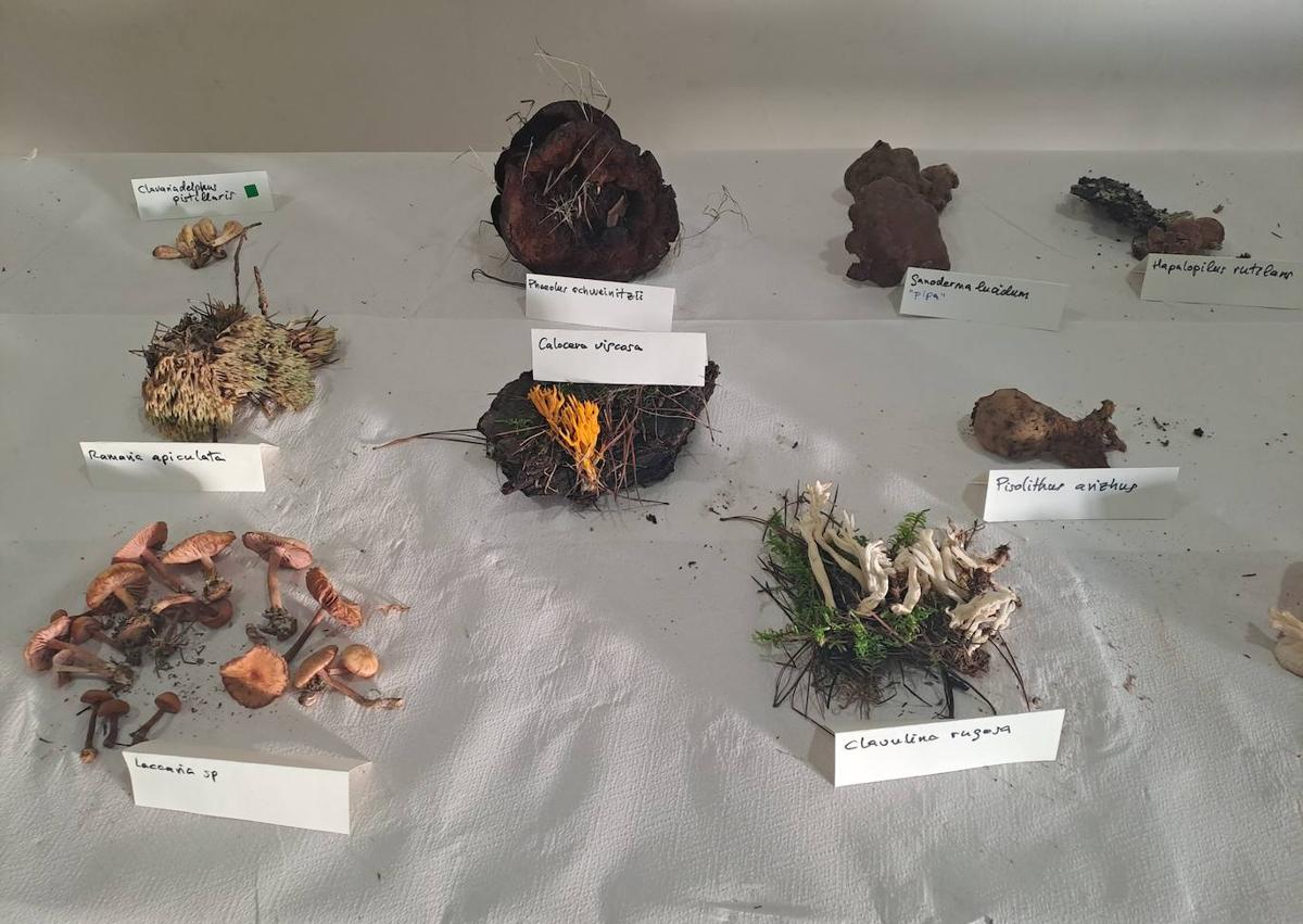 Imagen secundaria 1 - Charla y exposición sobre micología en Almanza