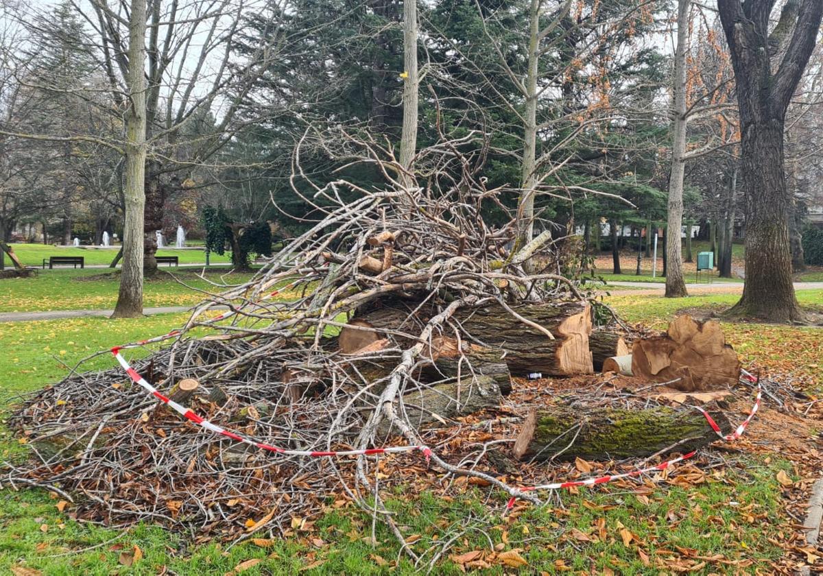 Uno de los árboles talados en el parque de Quevedo debido a su mal estado.