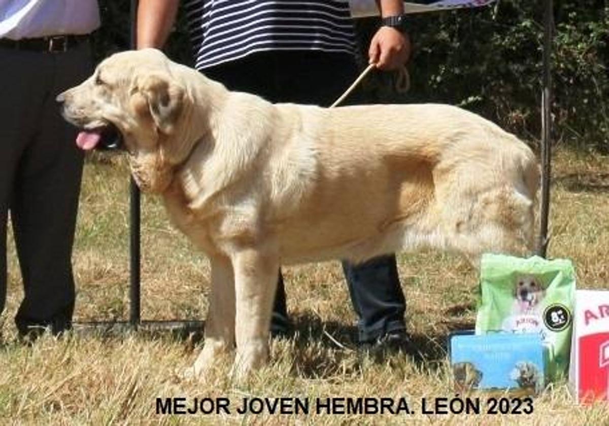 La mejor joven hembra de mastín 2023.