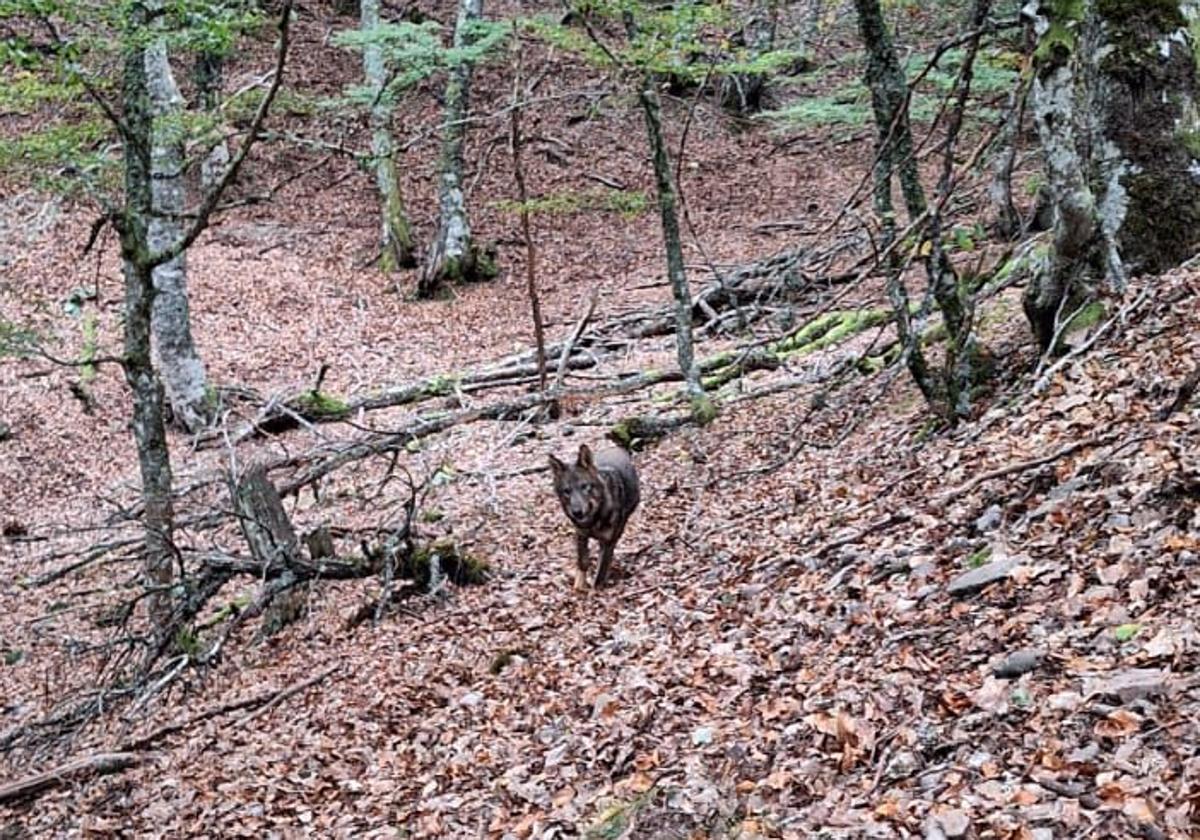 Los lobos son «una plaga» cada vez más peligrosa en Caldas de Luna